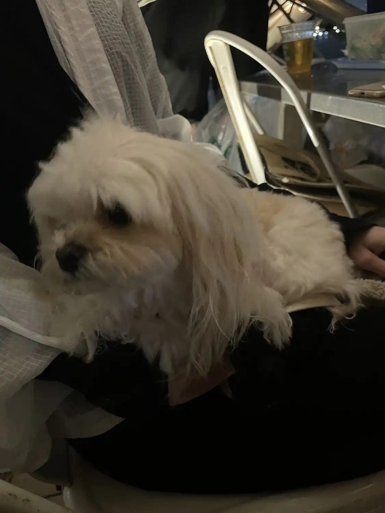横浜BBQに参加したメンバーの愛犬